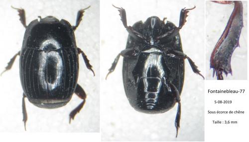 Réf. 252 057 : Eurosomides minor